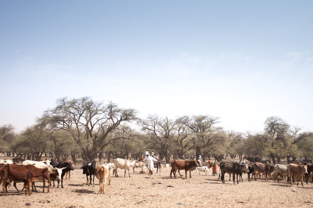Un éleveur marche parmi son troupeau sur une route entre Adré et Farchana, dans la région de l'Ouaddaï au Tchad, le 25 mars 2019.