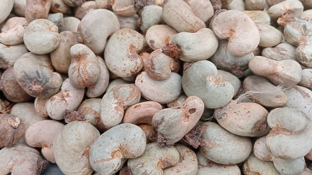 Un verger d'anacardes en Côte d'Ivoire, victime des aléas climatiques