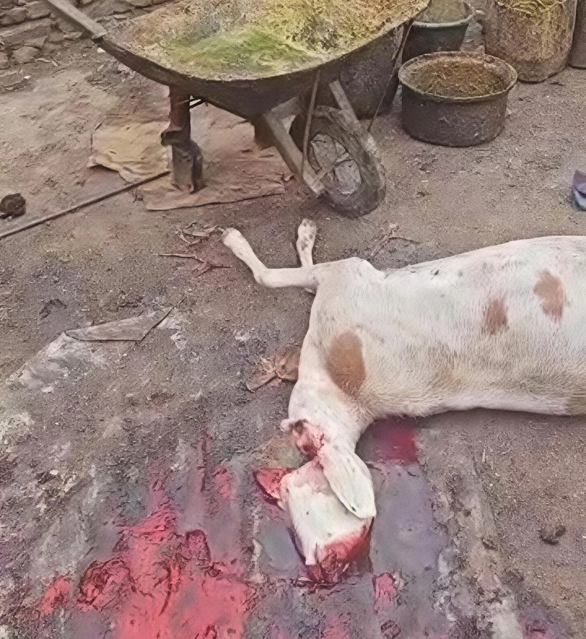 Opération d'hygiène à Abéché : un abattoir illégal fermé
