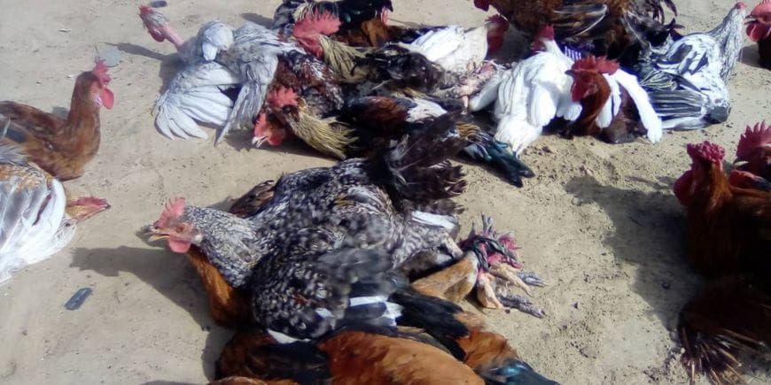 Éleveur de volailles au Tchad, région du Batha